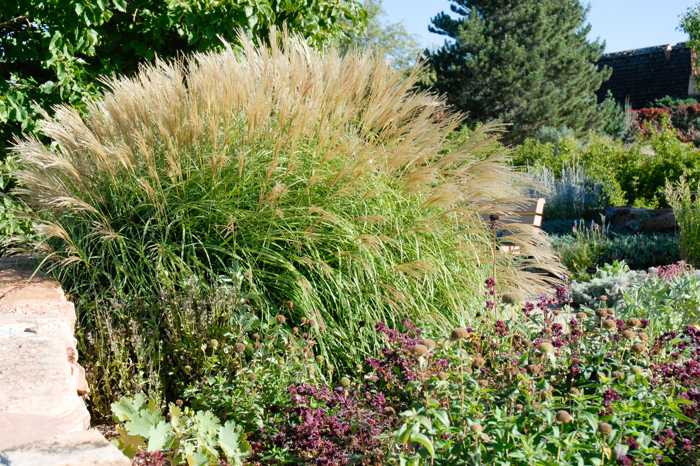 Compact Maiden Grass